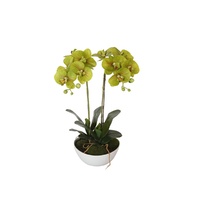 50cm Dual Butterfly Orchid - Cream 