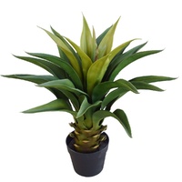 Agave 60cm Plant