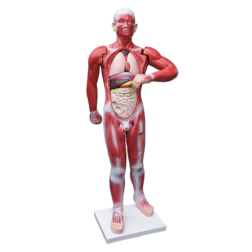 Human Anatomical Muscular Model Muscle System