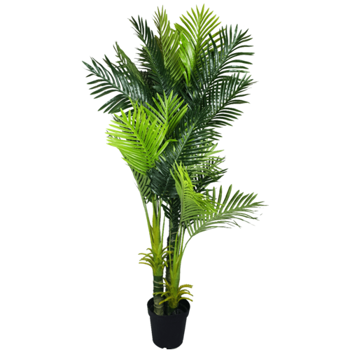 Multi Trunk Hawaii Palm 180cm