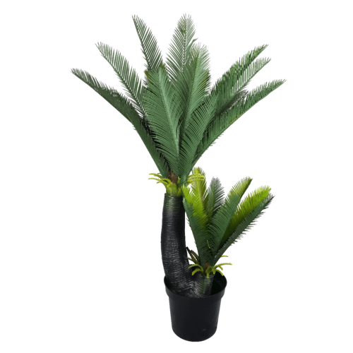 Multi Trunk Sago Cycad 130cm